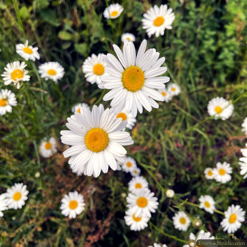 Daisies